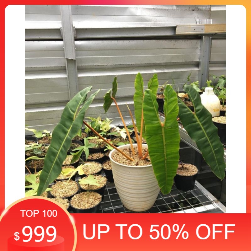 bonggol philodendron kabel busi stang orange