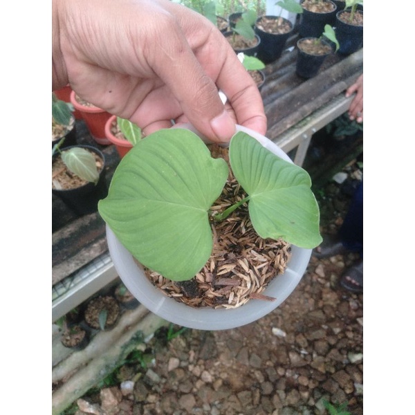 philodendron fibrae chatafilum