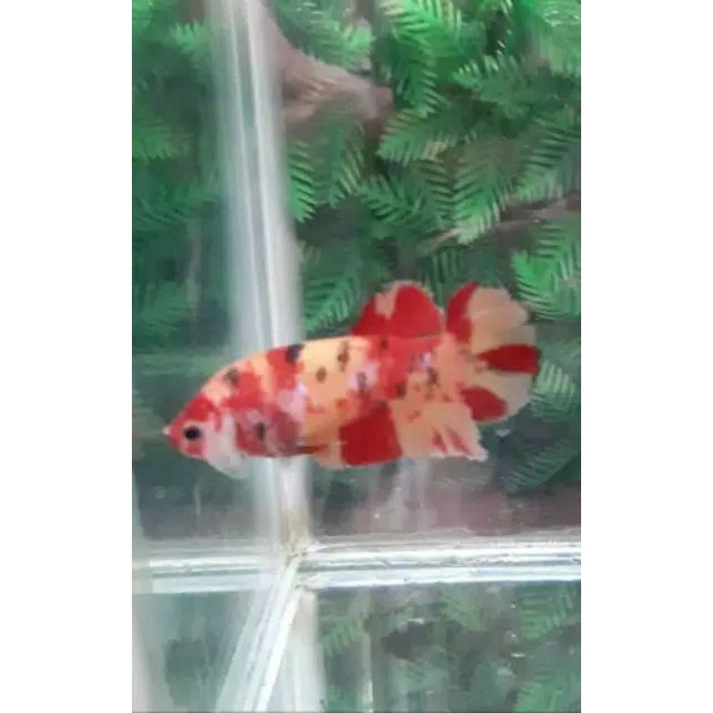 ikan cupang nemo sepasang