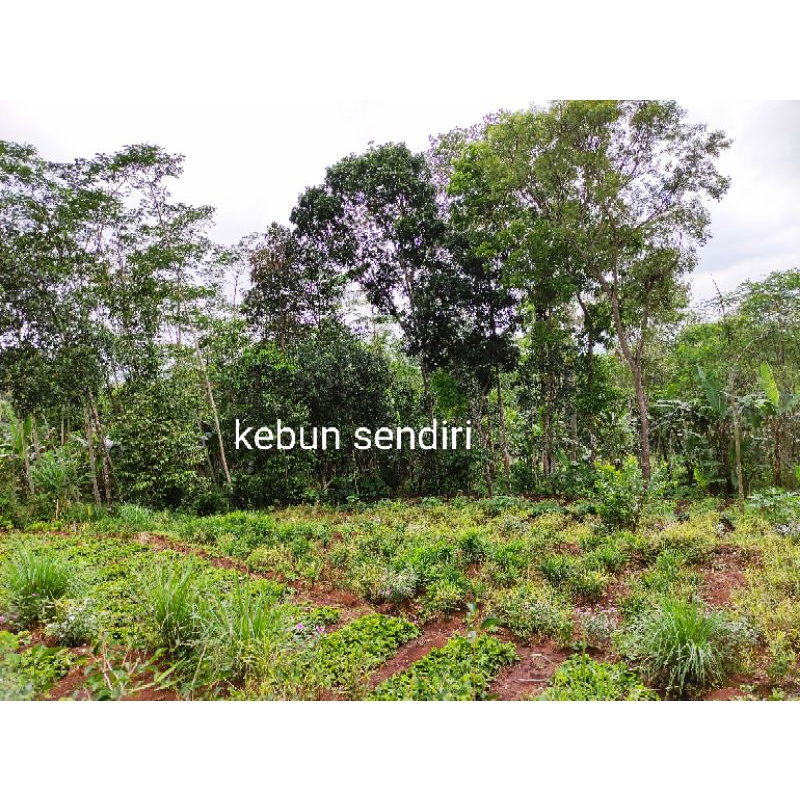 

jahe merah fresh 1kg