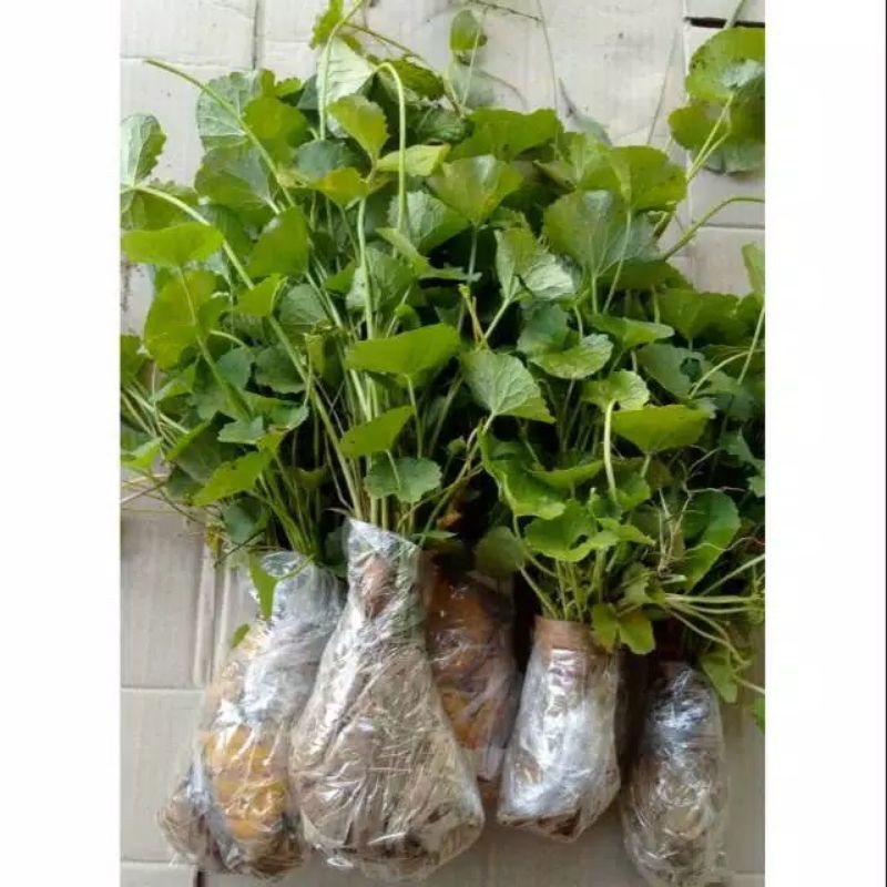 

daun peganggang