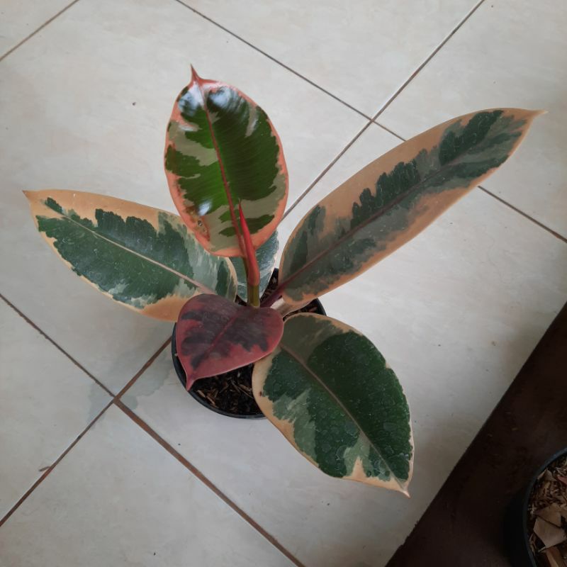 tanaman ficus elastica ruby karet kebo merah