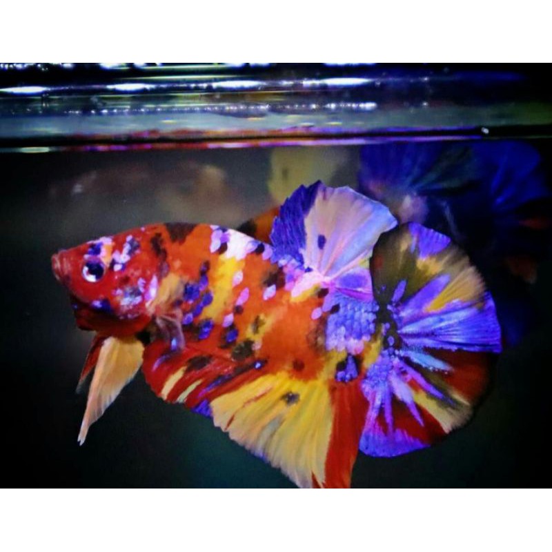 cupang Giant Yellow cover/multicolour