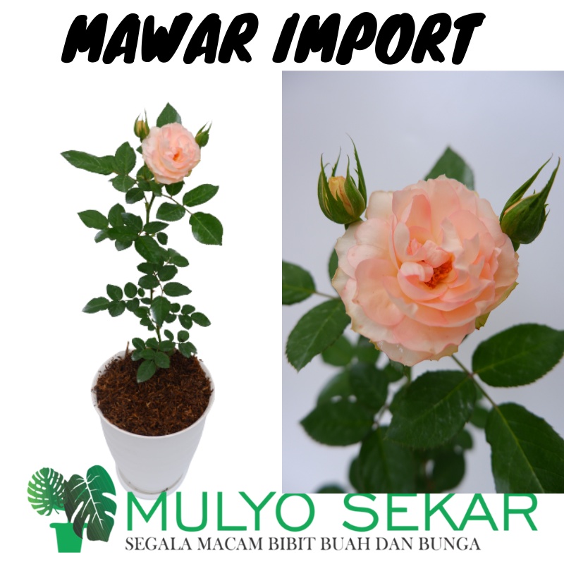 Bunga Mawar Import LOVELY ROKOKO Berbunga Wangi &amp; Bergaransi - Bunga Mawar Hidup Lovely Rokoko - LOVELY ROKOKO