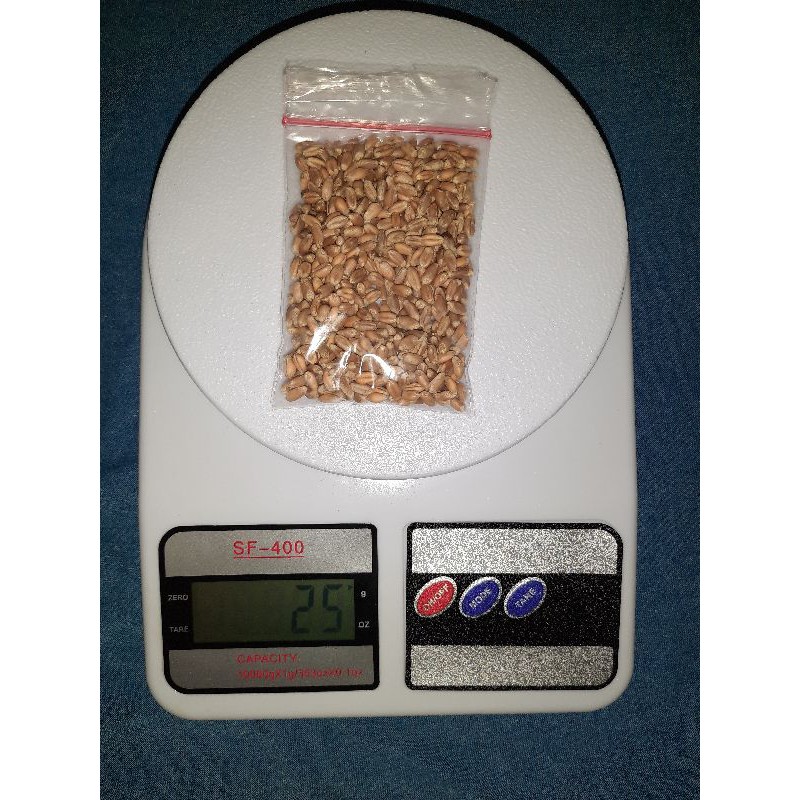 Rumput Gandum / Rumput Kucing