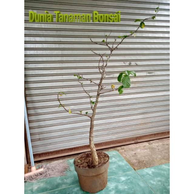 Tanaman hias bahan bonsai kaki gajah atau baobab tree tambleg
