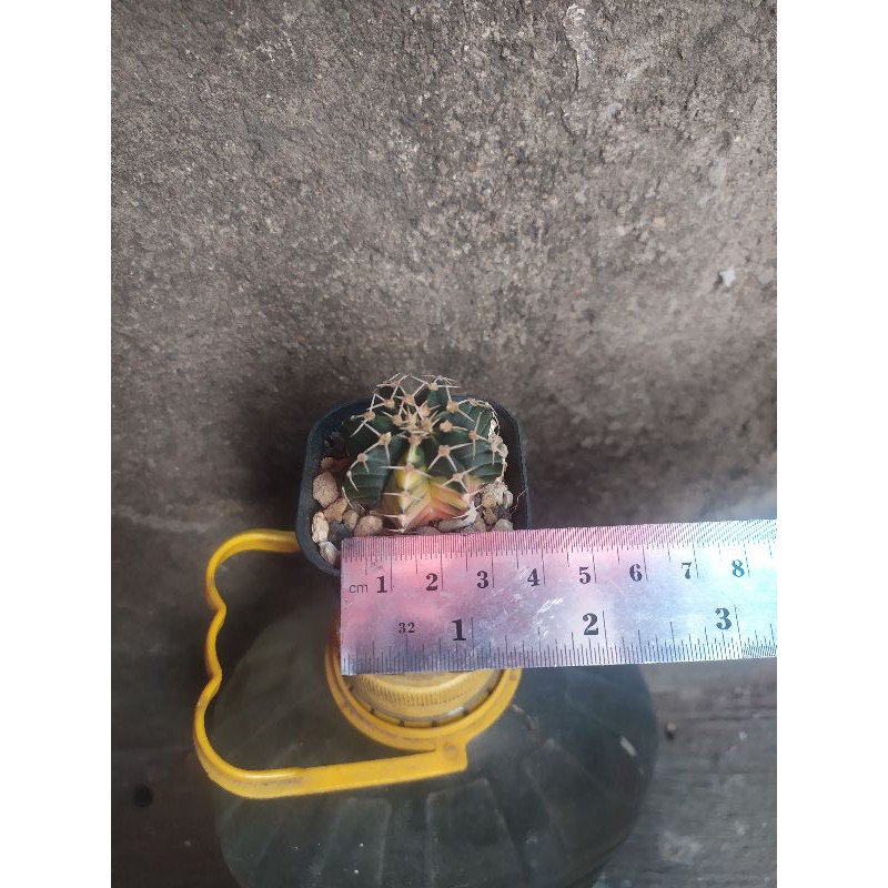 cactus Kaktus Lb Hybrid Varigata 8 Ribs