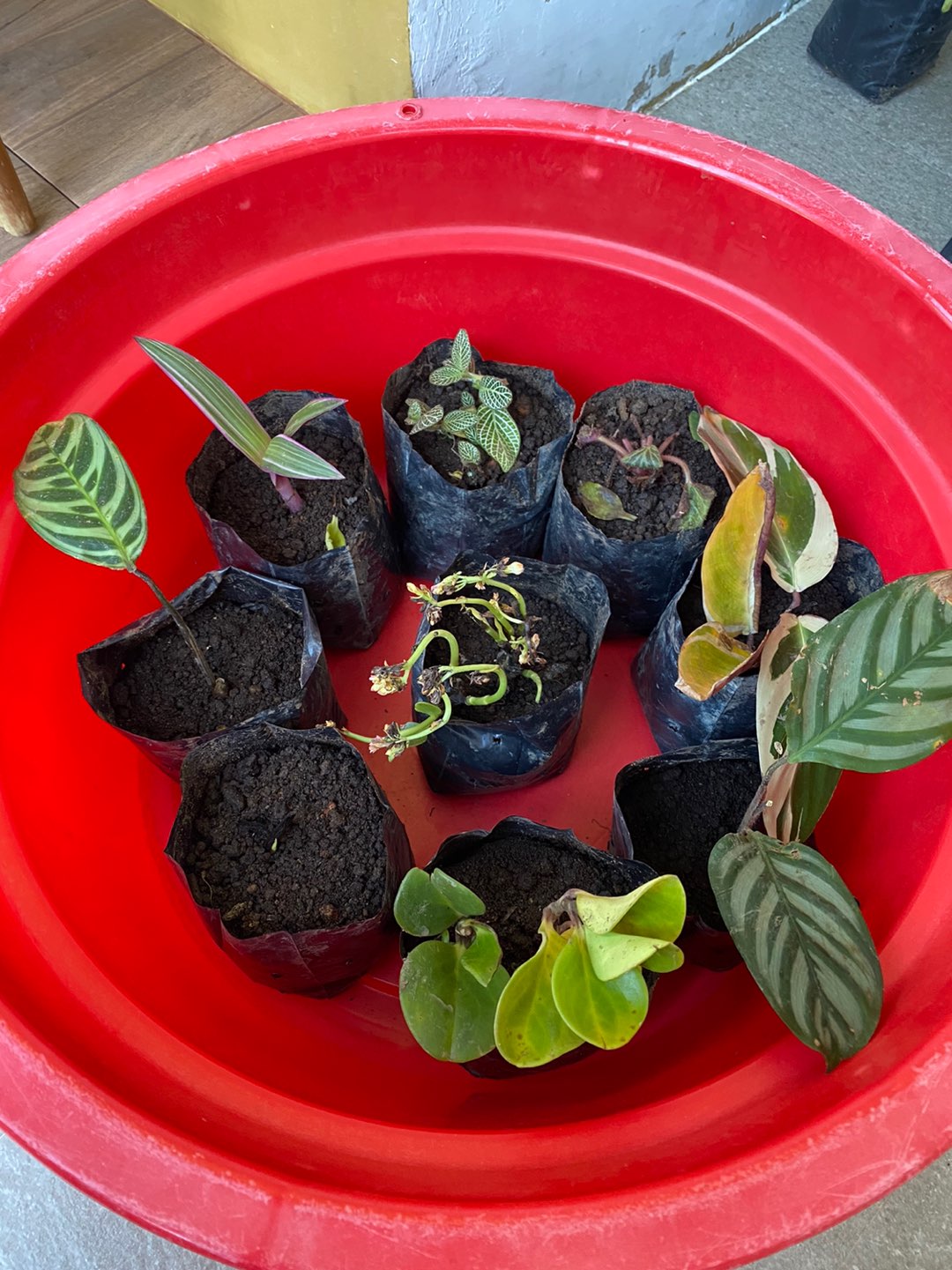 Tanaman Hias Caladium White Christmas