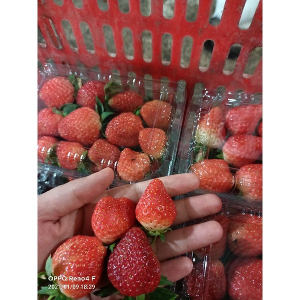 

Strawberry fresh 250gr/cup