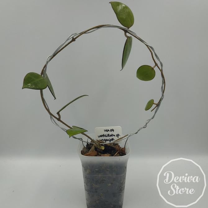 Tanaman Hias Hoya Ma07 Verticillata Sp. Nganjuk Plus Pot Tandoseller