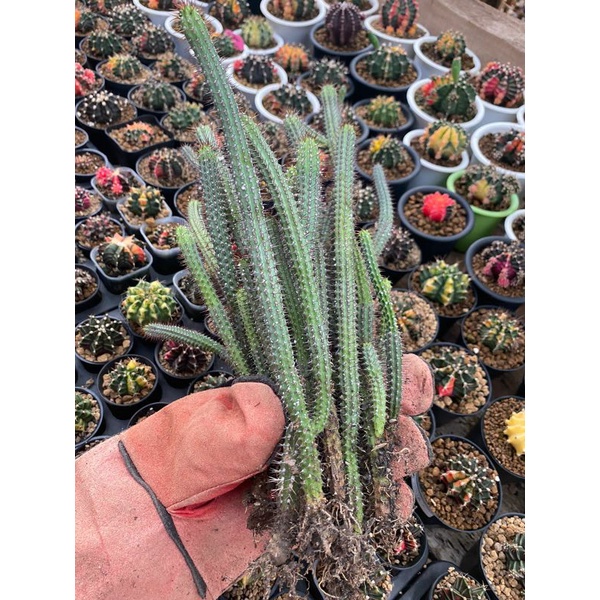 EUPHORBIA MAMMILARIS / EUPHORBIA / KAKTUS / BIBIT KAKTUS / SUKULEN