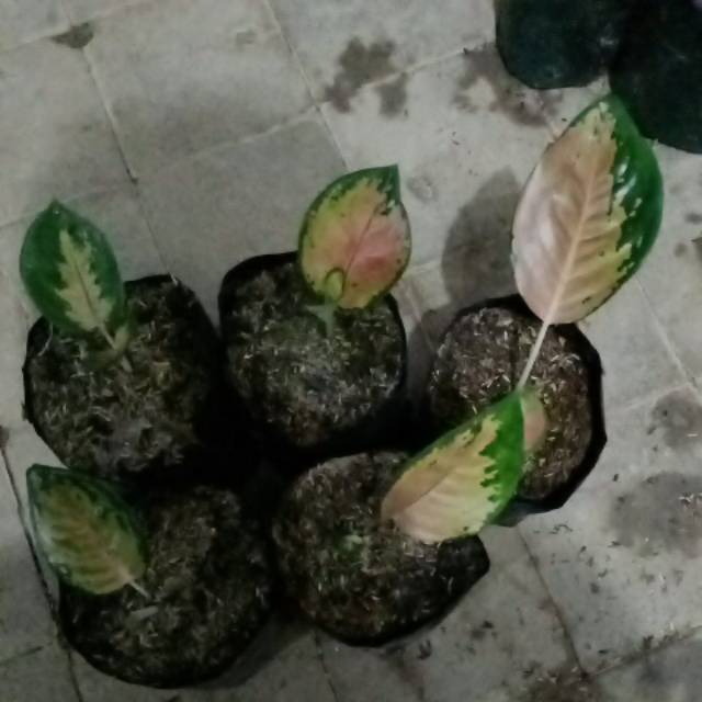 BIBIT BUNGA AGLONEMA SULTAN BRUNEI