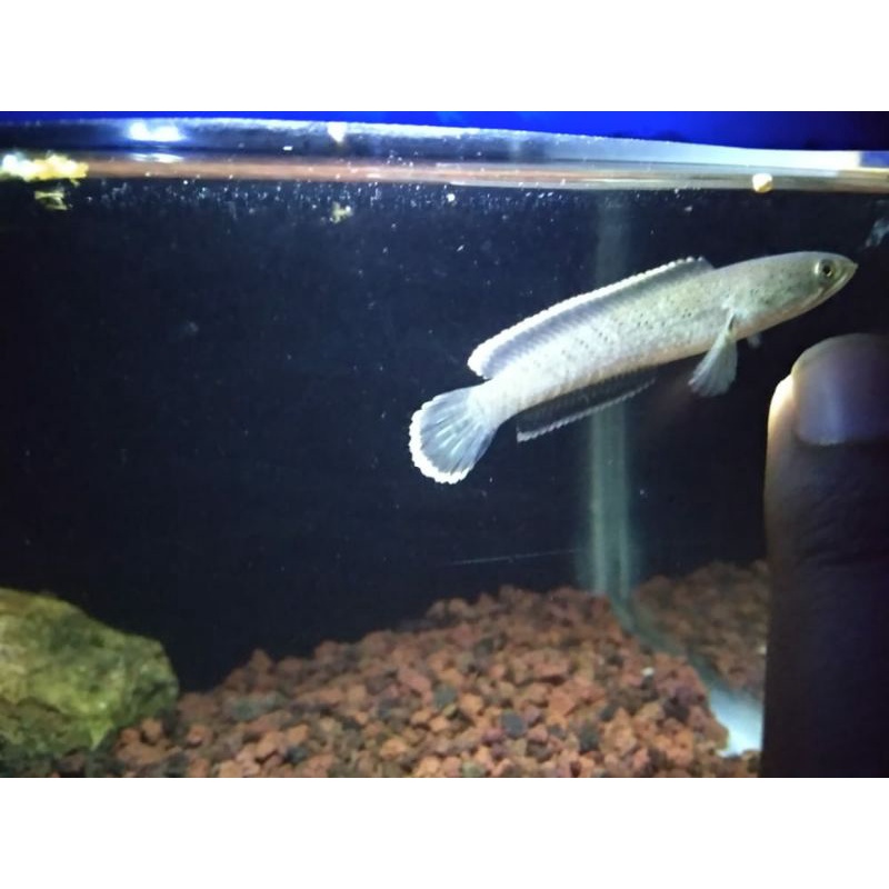 (COD)IKAN BEBBY BEBI BABY LIMBATA PILIHAN UKURAN 3-5CM