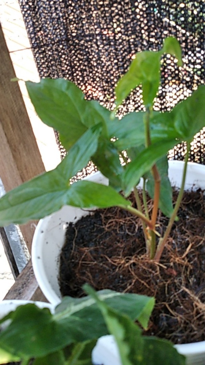 Singonium.. Green Mojito