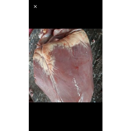 

Jantung Sapi berkualitas