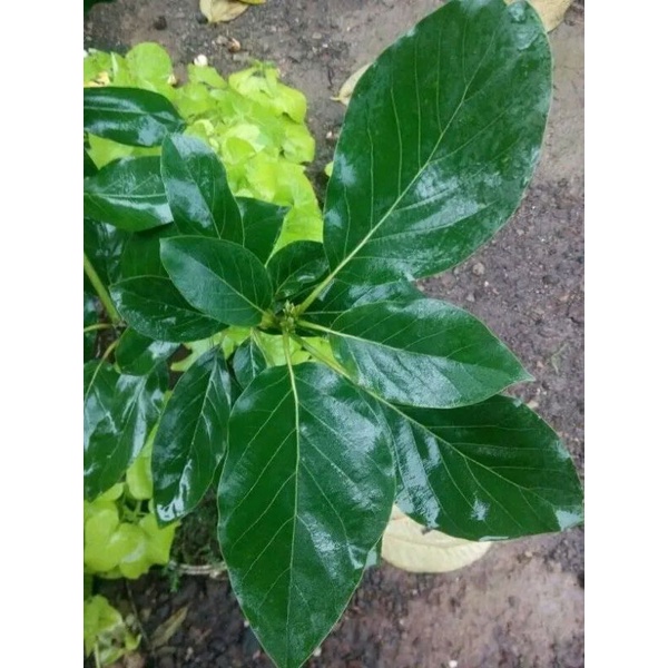 

Daun alpukat segar fresh per 1 kg