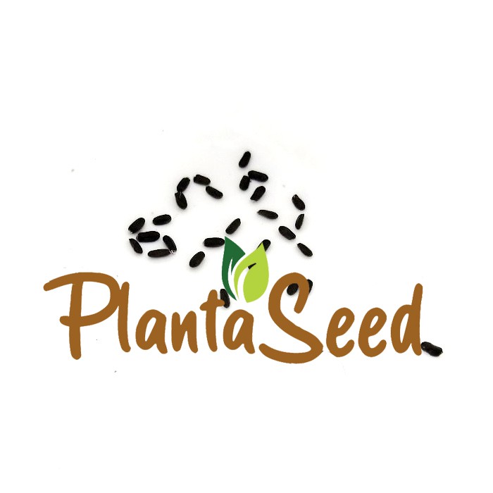 PlantaSeed - 25 Seeds - Lavender Common English Biji Bunga - PAS0242