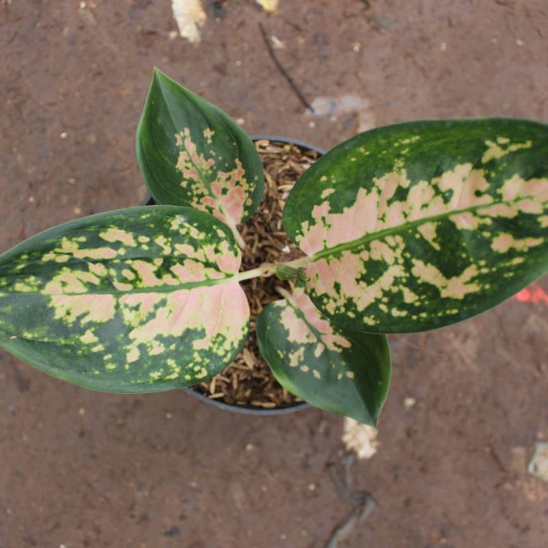 bonggol aglonema Sultan Brunei/bibit tanaman aglonema sultan brunei