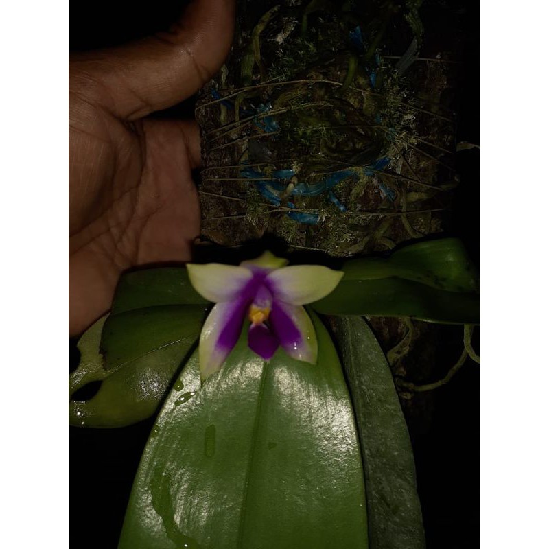Anggrek Phalaenopsis Bellina, sudah nempel di media