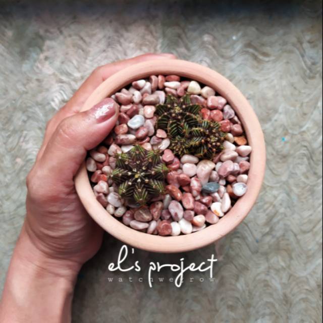 Tanaman hias 4 kaktus gymnocalycium gymno LB Hybrid ownroot dari biji mix pink diamond