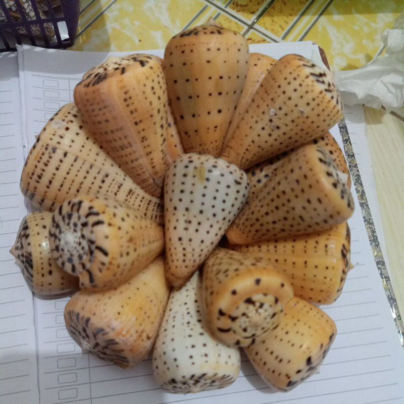 CANGKANG KERANG CONUS BATULINUS