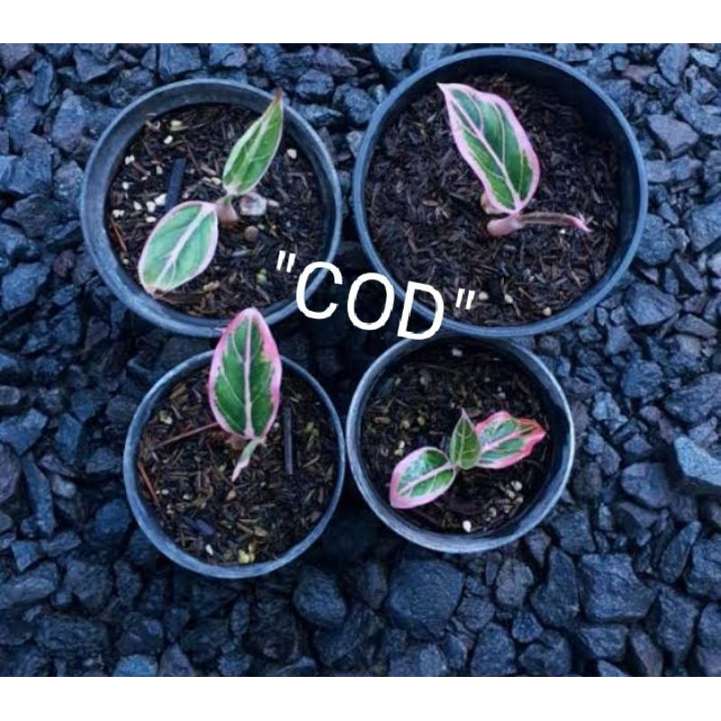 paket 3 bonggol aglonema lotus,Khanza,Romantic love