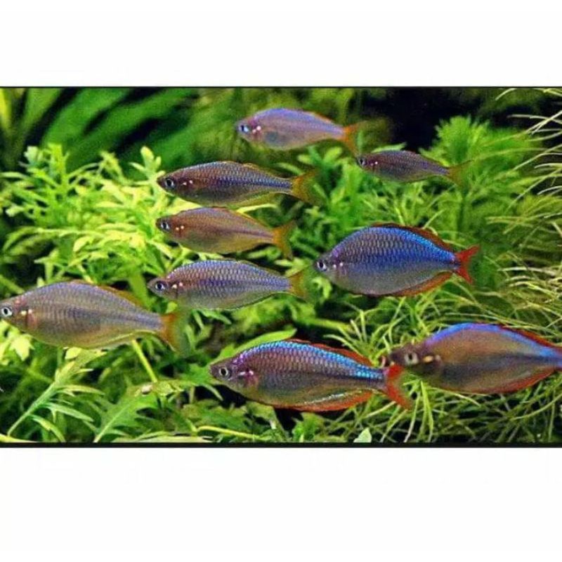 rainbow peacock / ikan hias / aquasqape