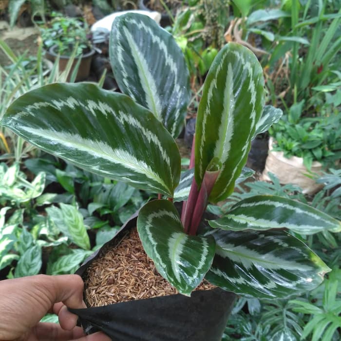 Jual Tanaman Hias Calatea Silverback Tanaman Calathea Tempat Teduh Shopee Indonesia