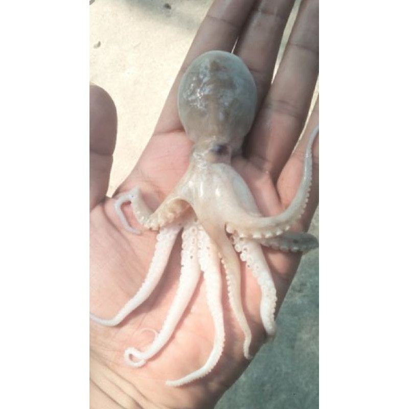

gurita / octopus baby and sedang campur per 500 gram