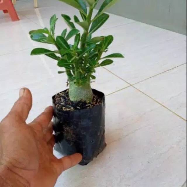 bonsai adenium arabicum-bibit tanaman hiasan bonsai adenium arabicum