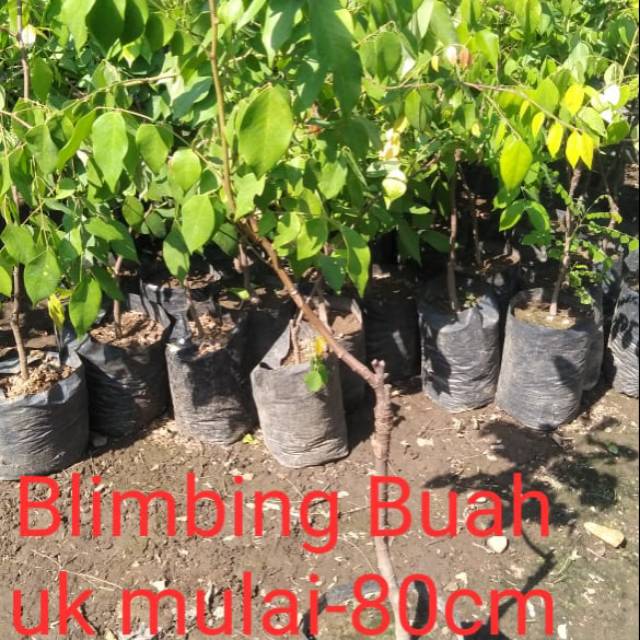 

Belimbing buah