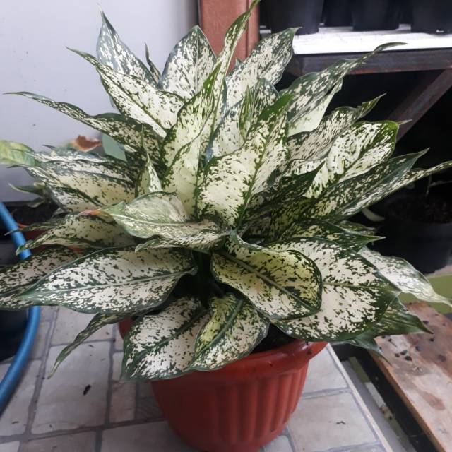 Rumpun Aglonema Snow white