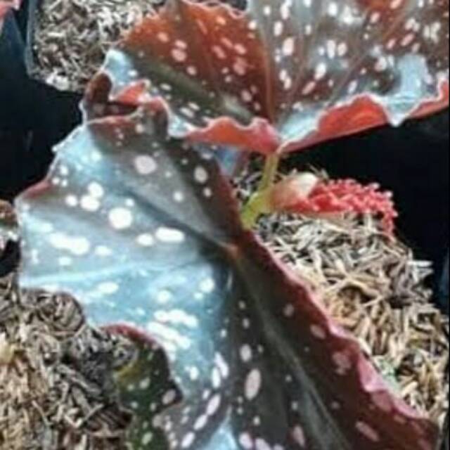 Bibit Tanaman Hias Bunga Begonia Polkadot Merah