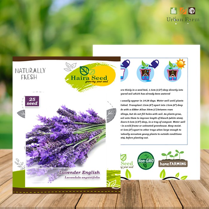 Benih-Bibit Bunga Lavender English (Haira Seed)