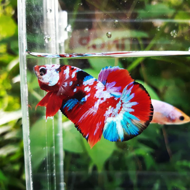 ikan cupang koi galaxy masking