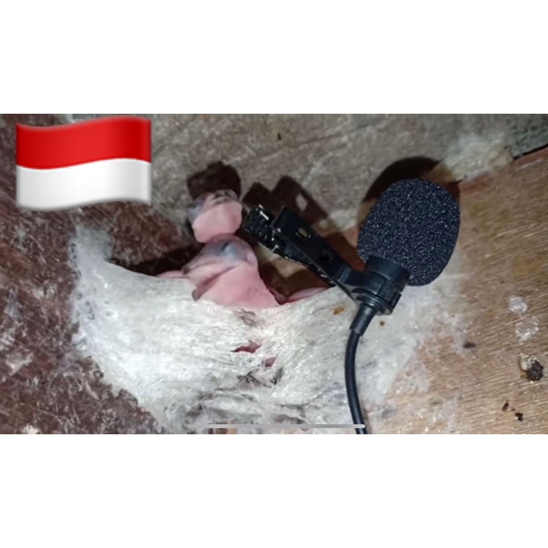 Suara Walet rekaman RIBUan anak WALET minta makan Suara Piyik walet / Suara Inap Anak Walet / Suara 