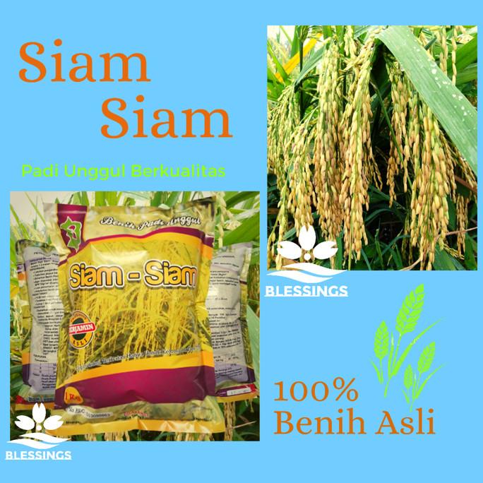 Benih Padi Siam Siam / Bibit Padi Unggul Siam Siam