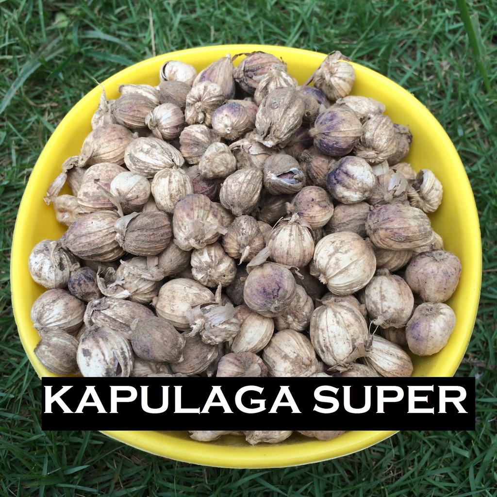 

Biji Kapulaga kering/Kapolaga Super Termurah ~!!