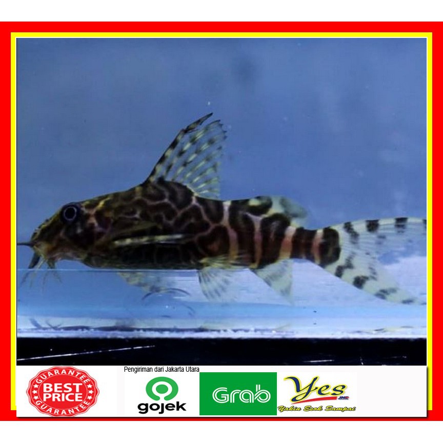  Ikan  Sapu Sapu Synodontis Sinodontis Sapusapu hias Leopard 