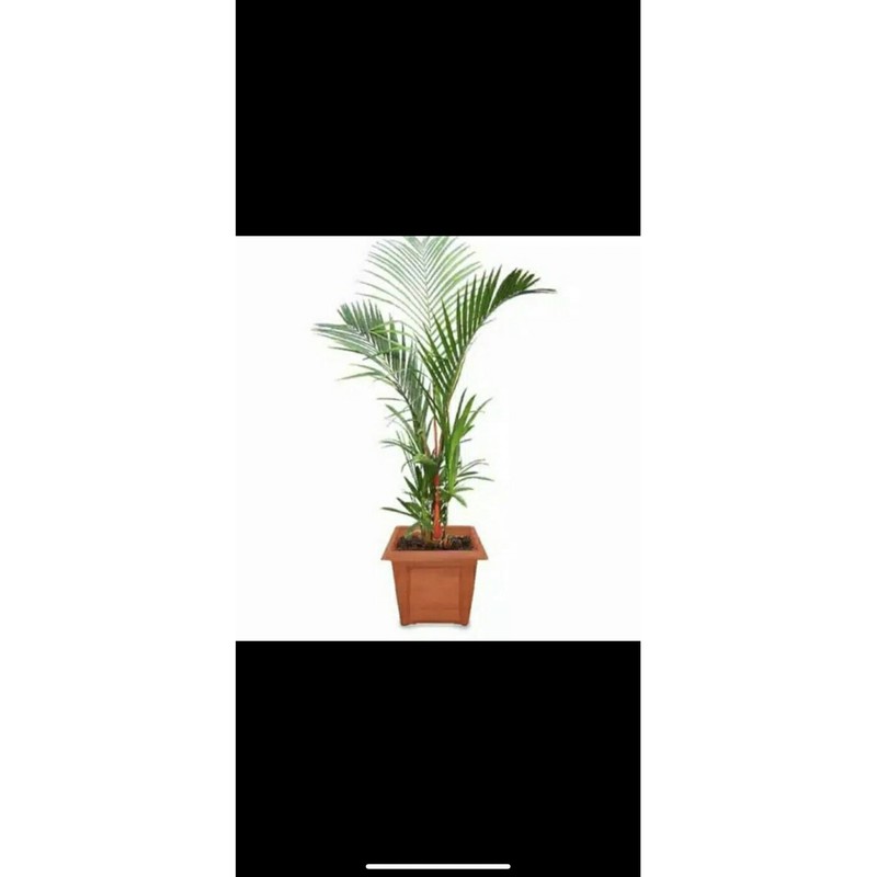 Tanaman hias palem merah-tanaman hidup