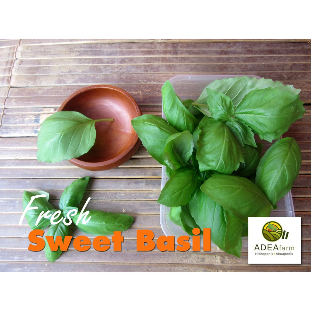 

Sweet Basil Segar HIDROPONIK Petik Daun 100 Gram Jabodetabek