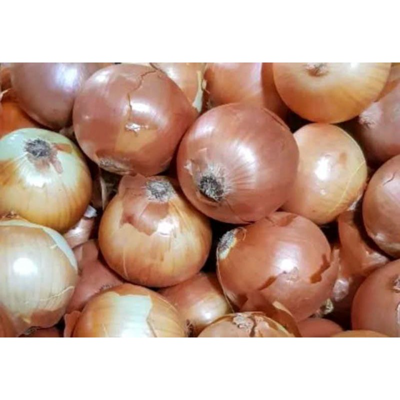 

Bawang Bombay 100 gram 1 ons 500 g 1 kg