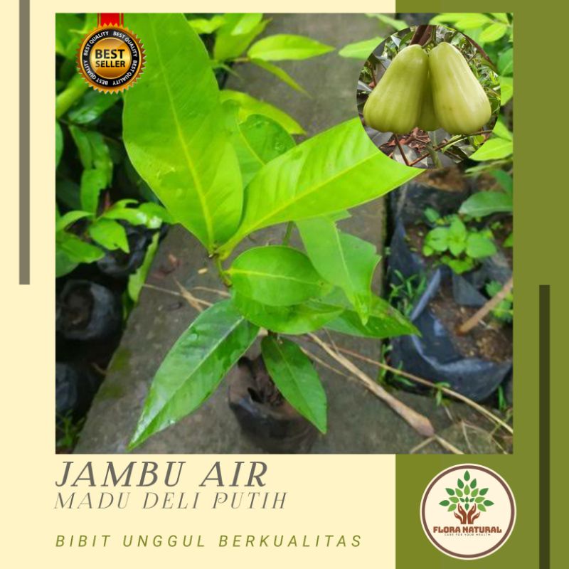 Bibit tanaman jambu air madu deli putih - pohon buah jambu aer
