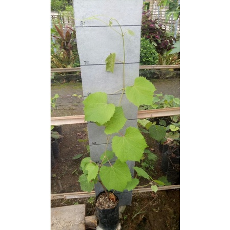 BIBIT ROOTSTOK ANGGUR