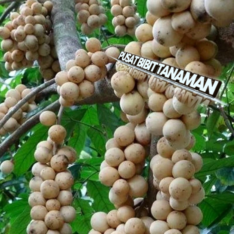 

BIBIT DUKU ASLI PALEMBANG