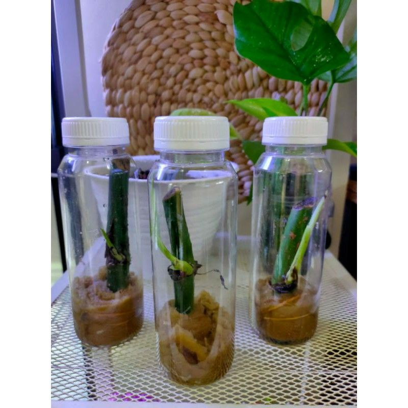 tanaman monstera raphidopora pertusa bonggol calon variegata