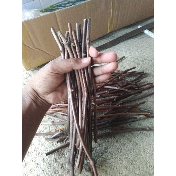 cutting anggur jenis Kober 5bb isi 5