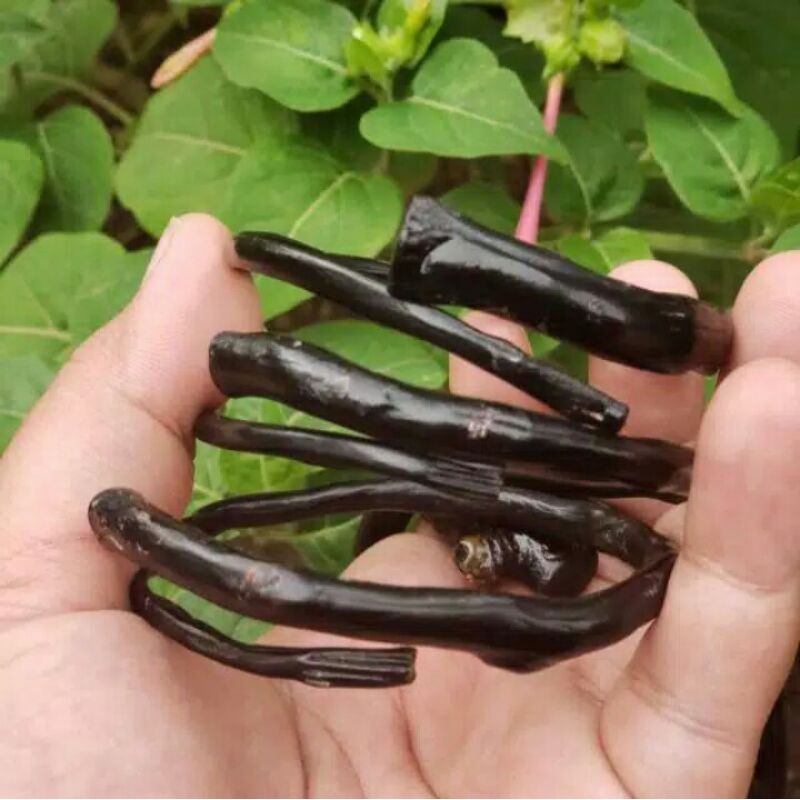 GELANG AKAR BAHAR HITAM SIZE KANTORAN