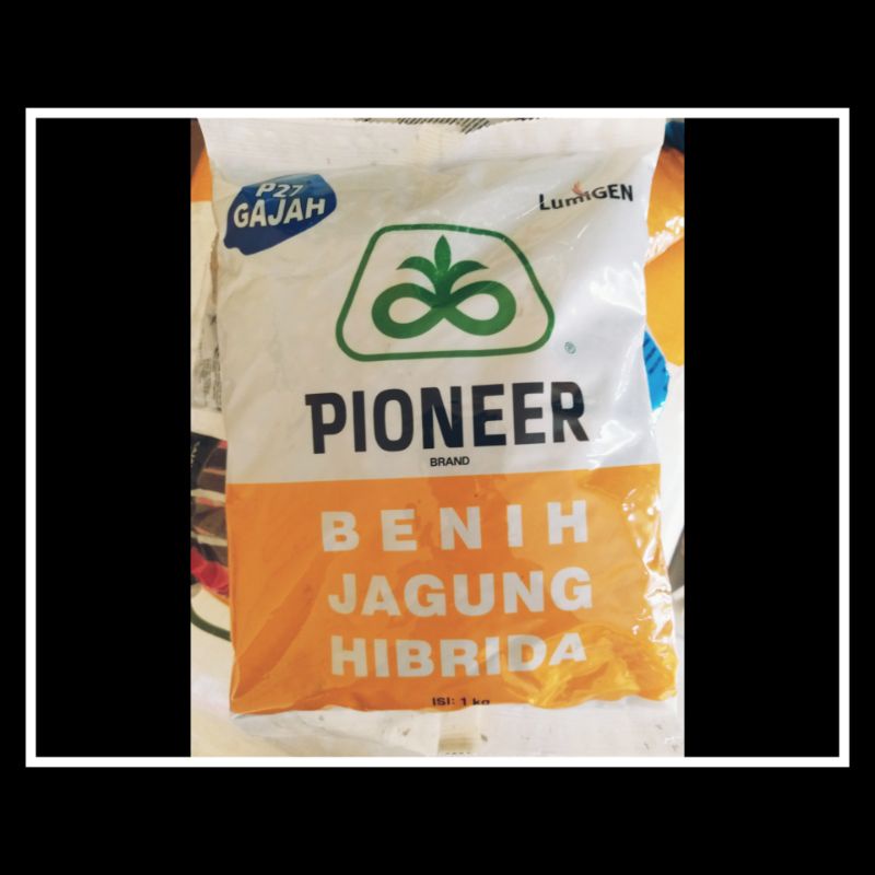Benih jagung hidrida P27 Gajah Lumigen PIONER
