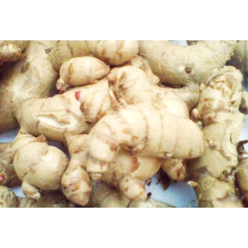 

Herbal Curcuma zedoaria segar 1kg KUNYIT PUTIH TEMU KUNIR murah